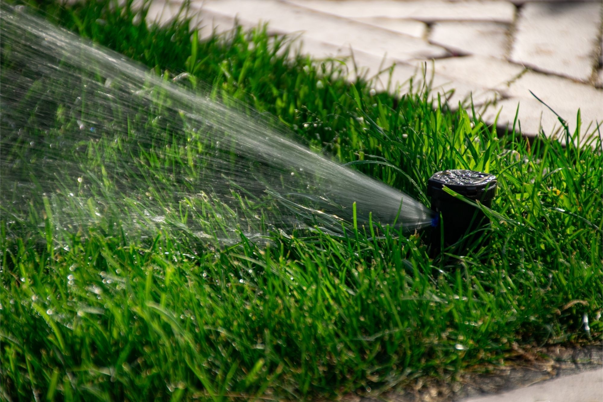 Automatische tuinberegening in een tuin met strak gazon en groene borders
